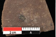 Foto (Detailansicht) von Myrica lignitum Unger (NHMW-GEO-2024-0188-0473)